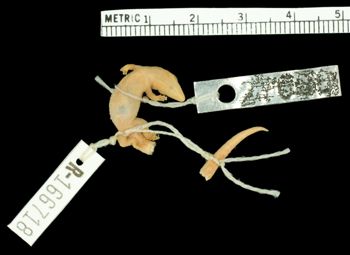 Media type: image;   Herpetology R-166718
